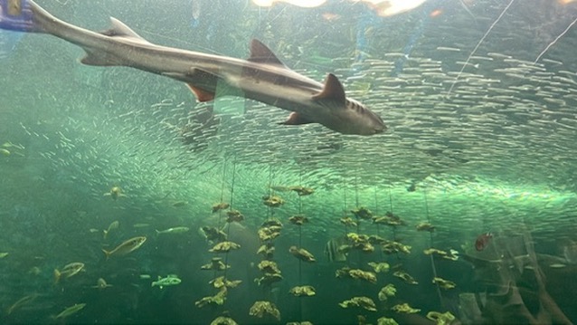 水族館